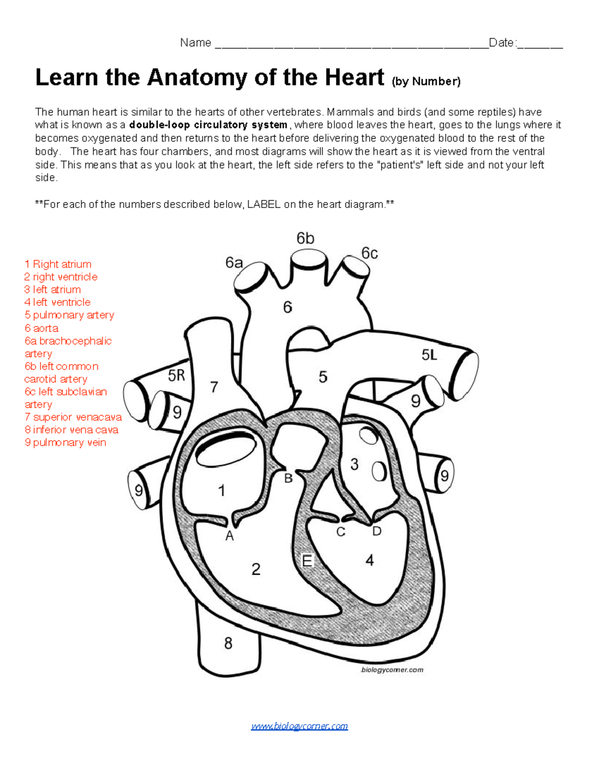 Biology 101: Heart Anatomy Labeling Guide (by Number) - Studocu