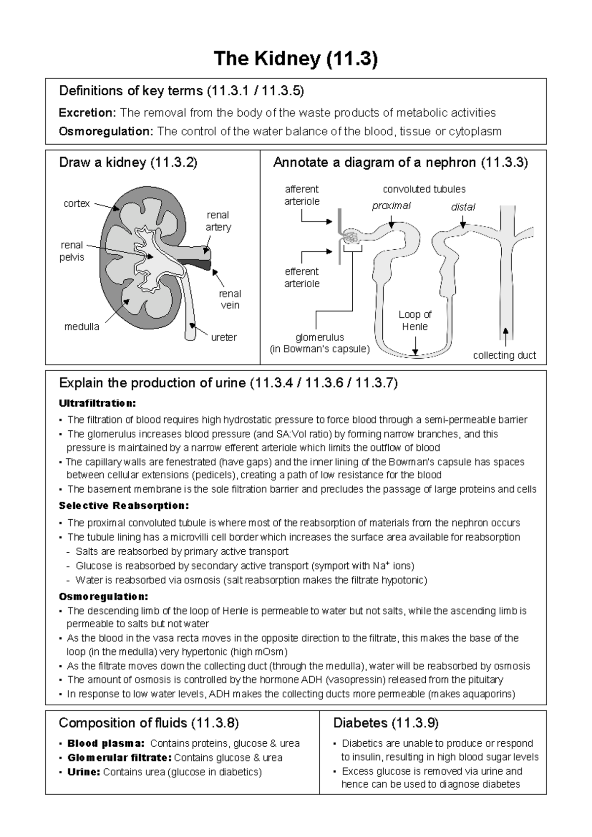 Kidney Function and Structure: Key Concepts (Biology 11.3) - Studocu