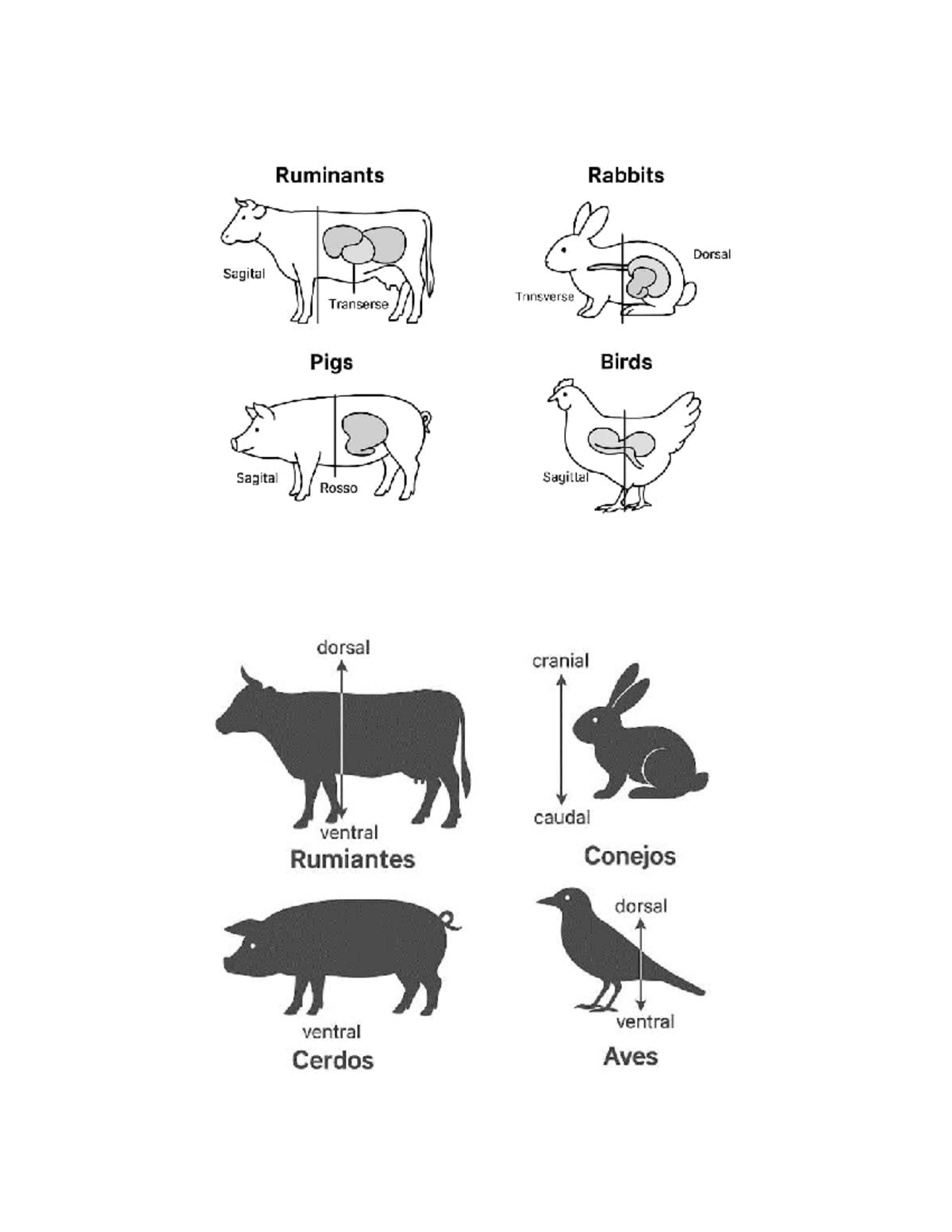 Rumientes - HHHH - Bioquimica - Ruminants Rabbits Dorsal Sagital ...
