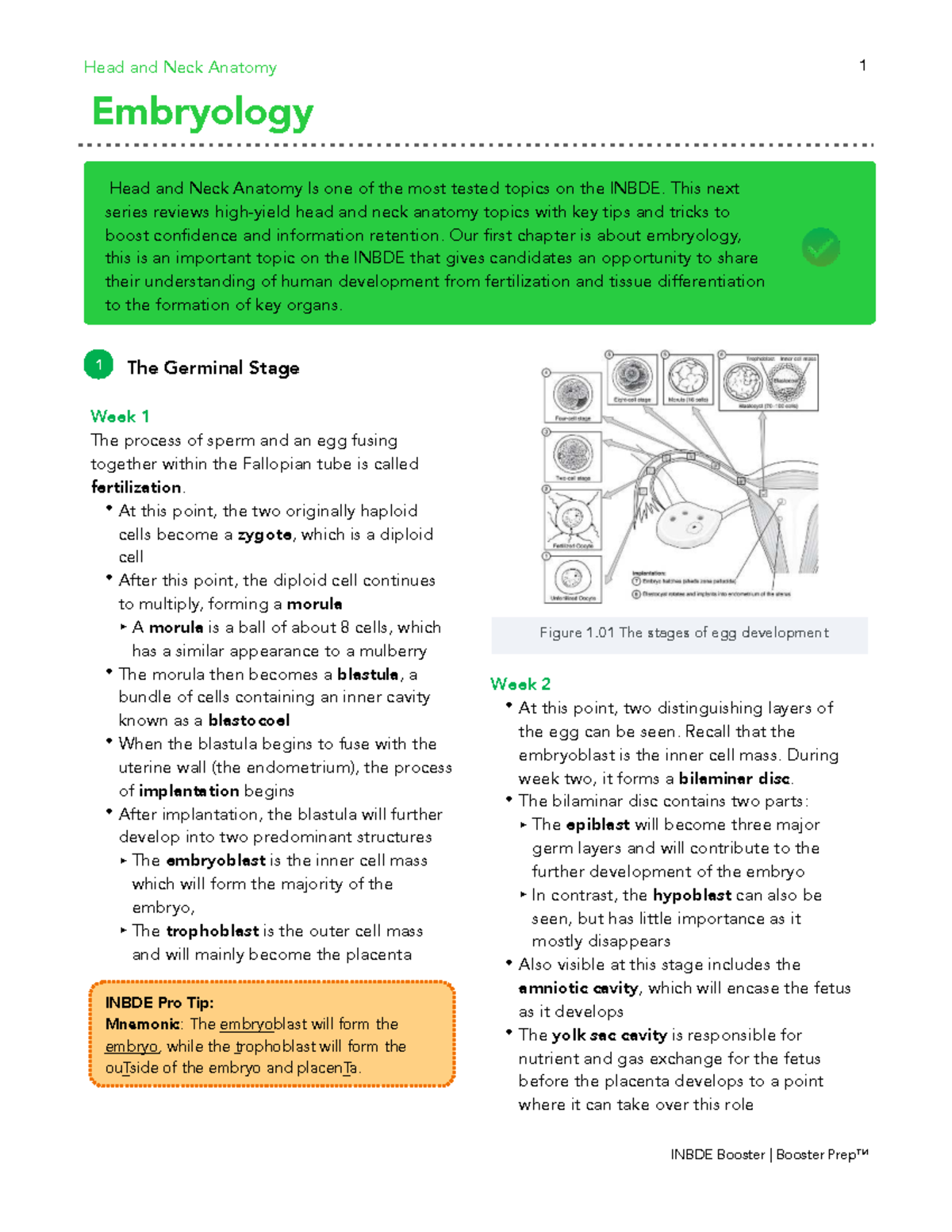 INBDE Booster: Head and Neck Anatomy & Embryology Study Guide - Studocu