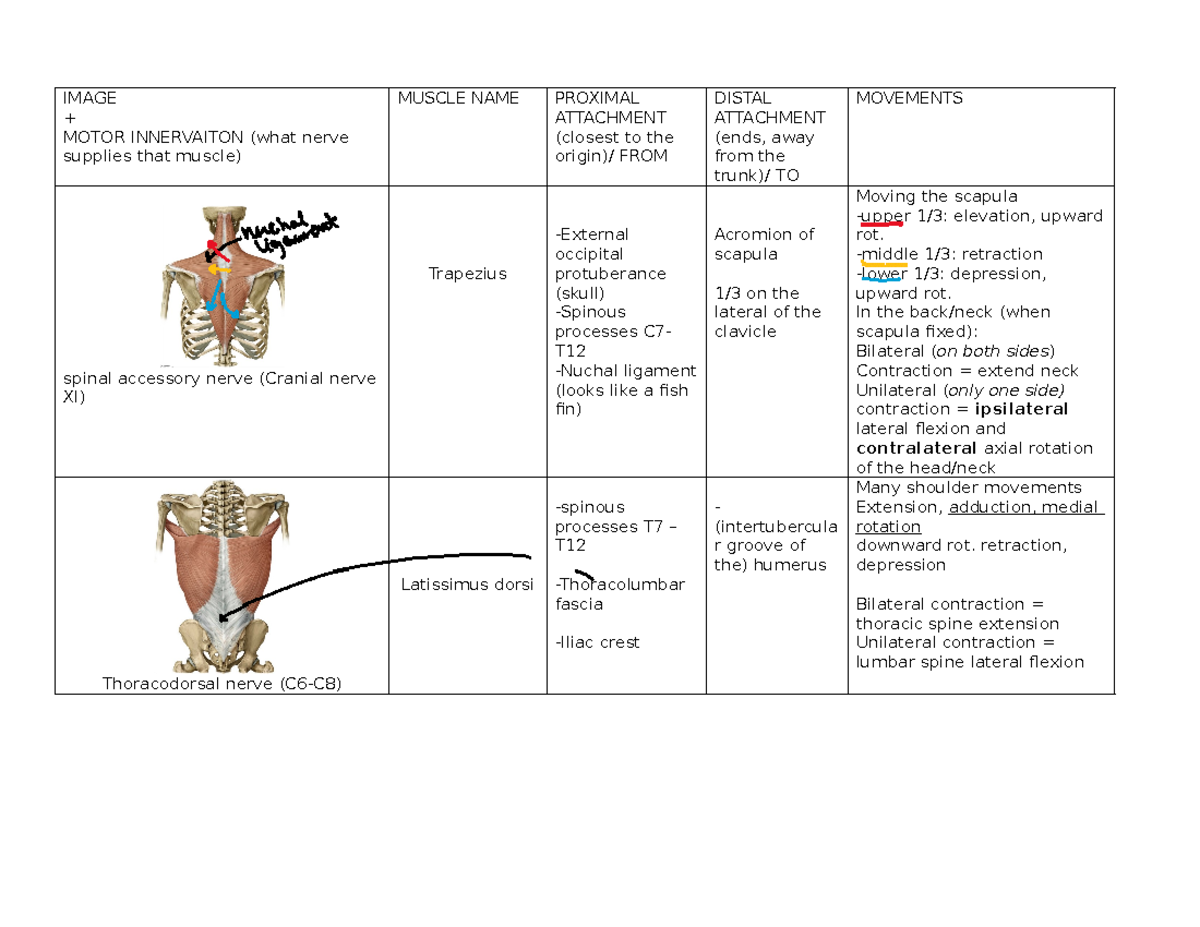 Muscle Anatomy and Innervation Overview: Table of Muscles - Studocu