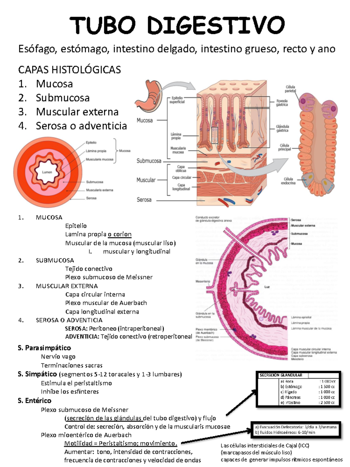 Histología del Tubo Digestivo: Estructuras y Funciones - Studocu