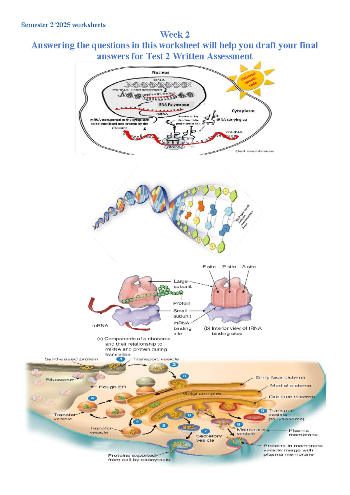 HEAL609 Week 2 Worksheet: RNA Synthesis & mRNA Processing - Studocu