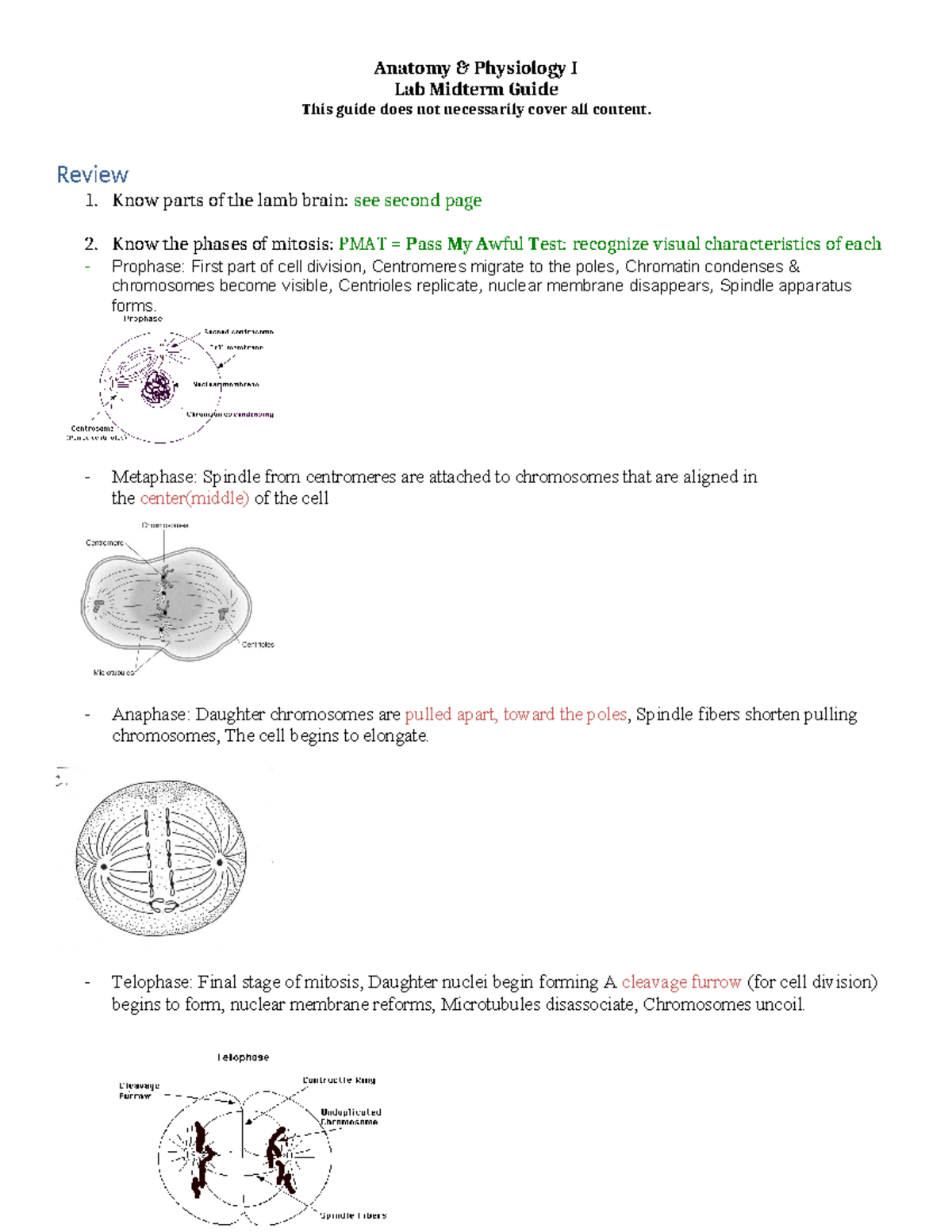 Anatomy & Physiology I Lab Midterm Study Guide - Studocu