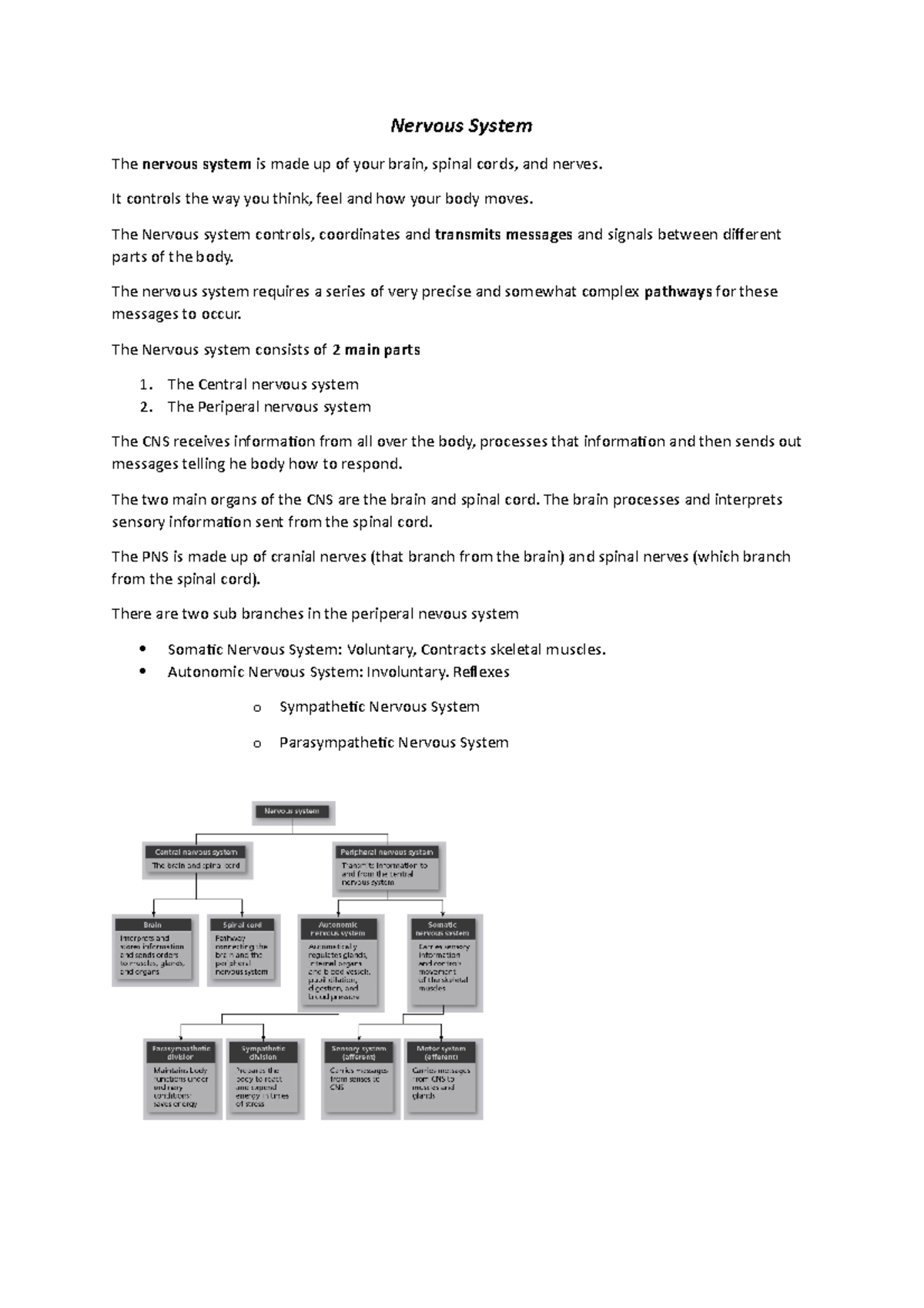 Nervous System - Lecture notes from class this semester - Nervous ...