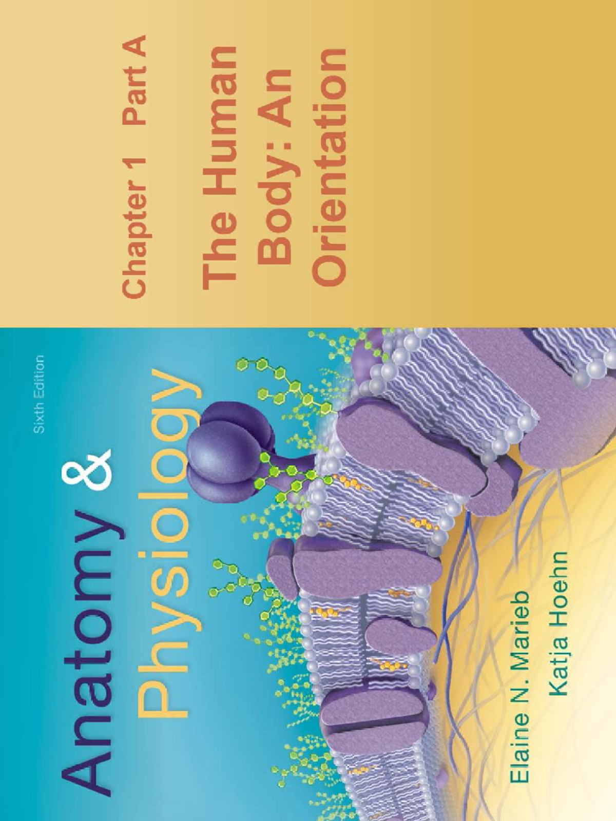 Chapter 1A Lecture Notes - Anatomy & Physiology I Overview - Studocu