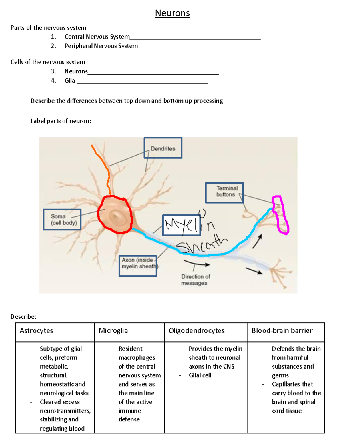 Neuroscience Study Notes: Brain Functions, Disorders & Research Methods ...