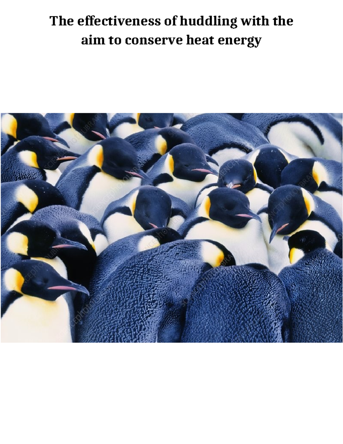Science task 1, year 12 -depth study - The effectiveness of huddling ...