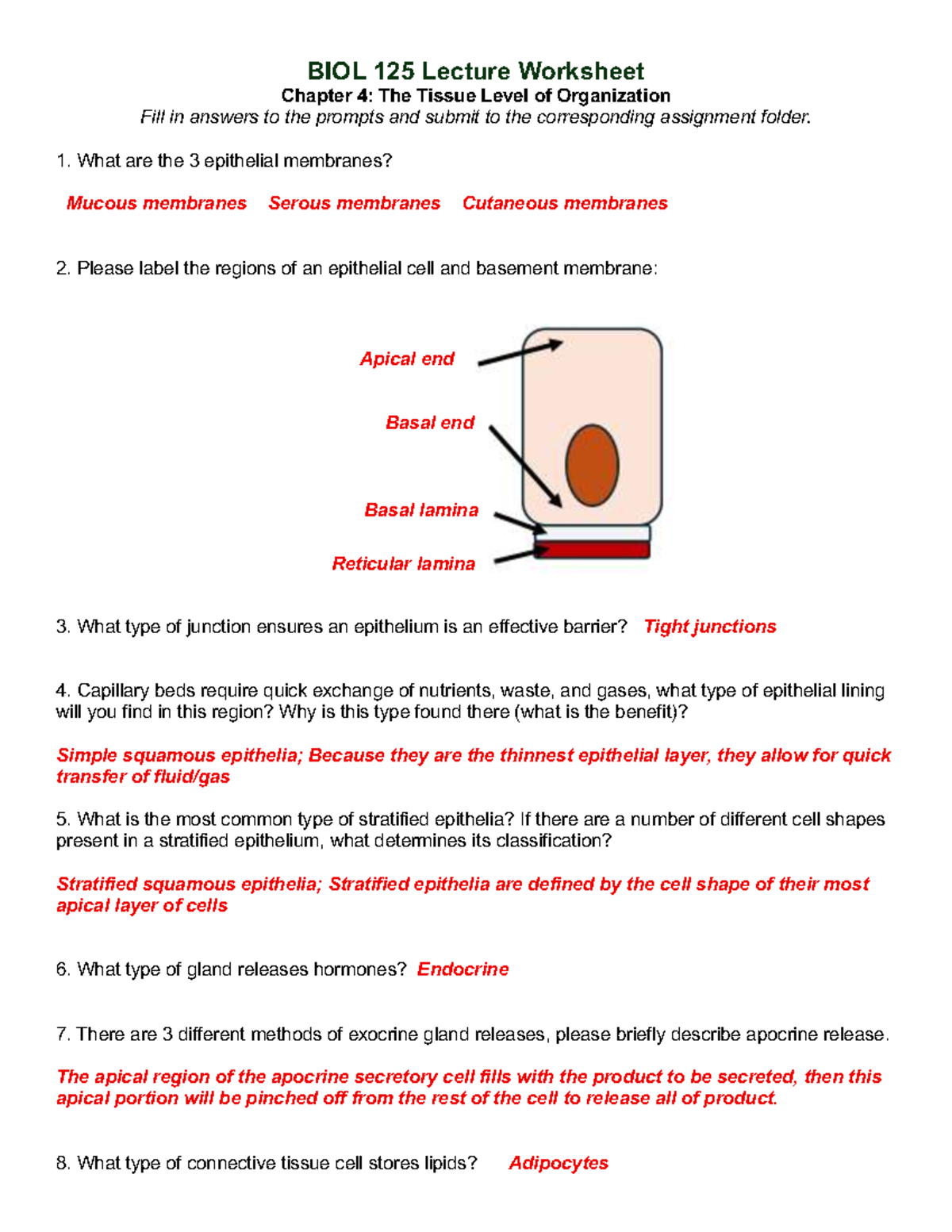 BIOL 125 Lecture Worksheet: Chapter 4 - Tissue Organization Insights ...