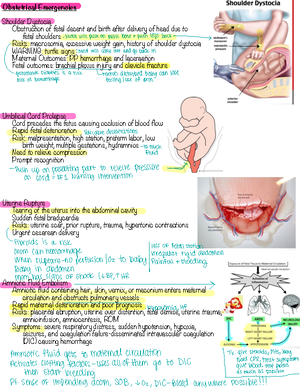 fetal HR study - What is the baseline of the FHT? _______ 1 50 Bpm ...