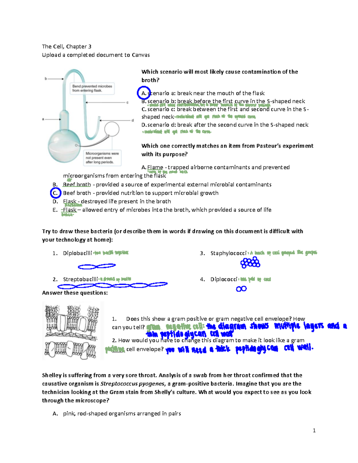 Chapter 3 WS - Worksheet - ####### 1 ####### The Cell, Chapter 3 ...