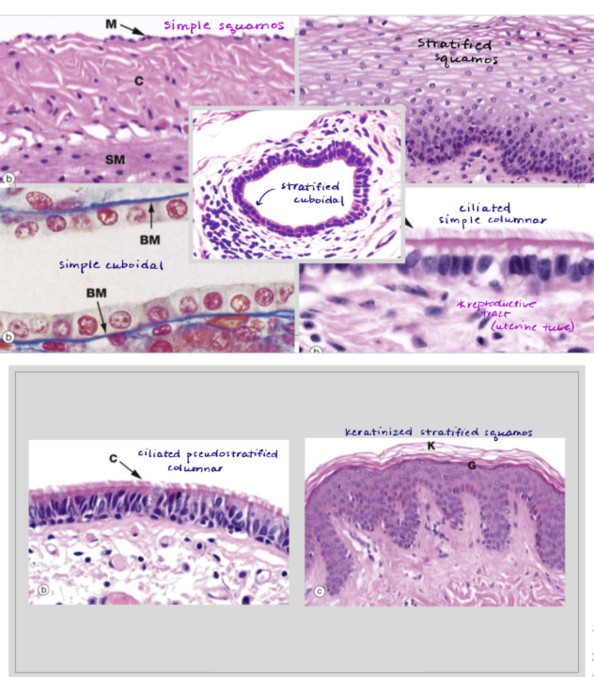 Epithelium Quick Sheet 2 - MSE 554 - SM stratified cuboidal ciliated ...
