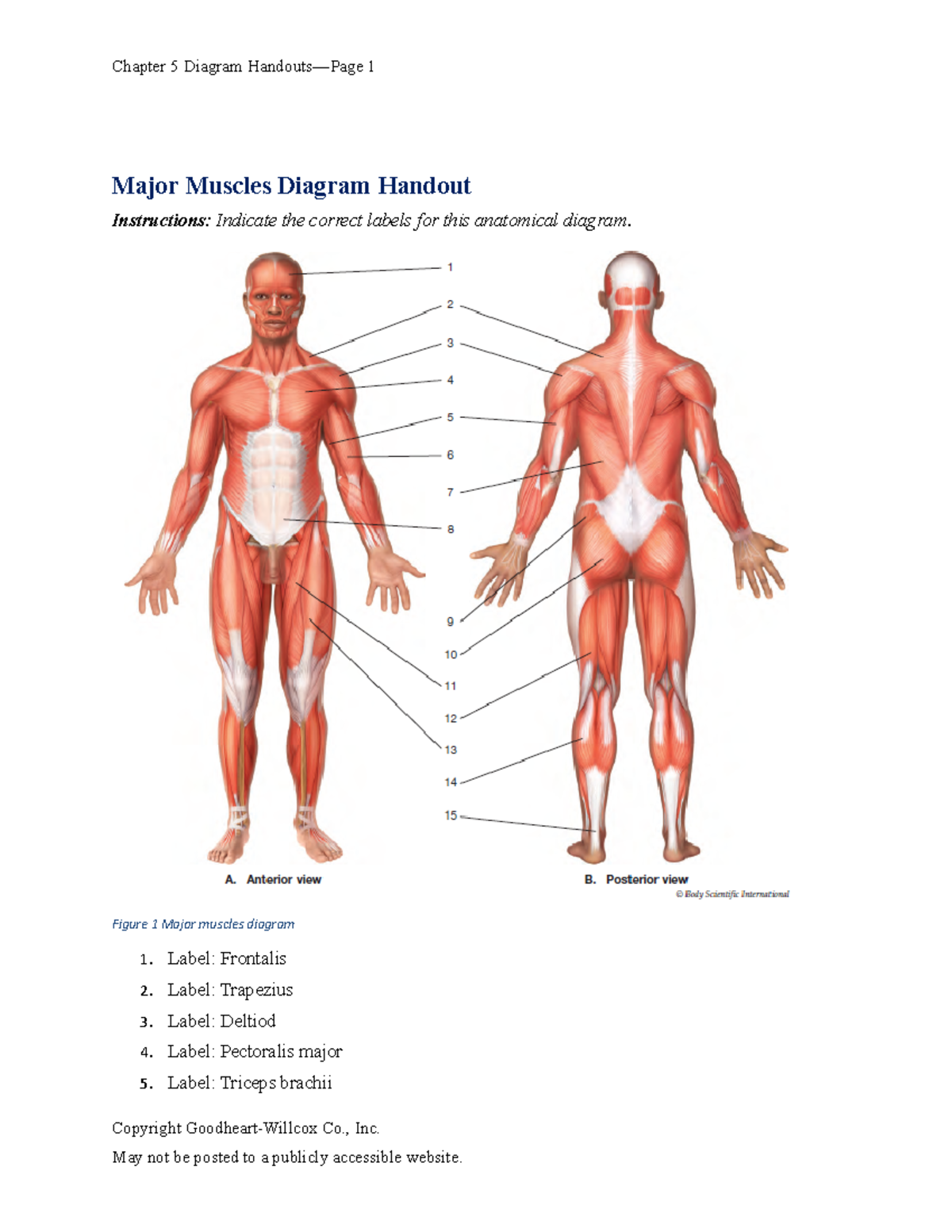 Ch05 Diagrams - Major Muscles Diagram Handout - Chapter 5 Diagram ...