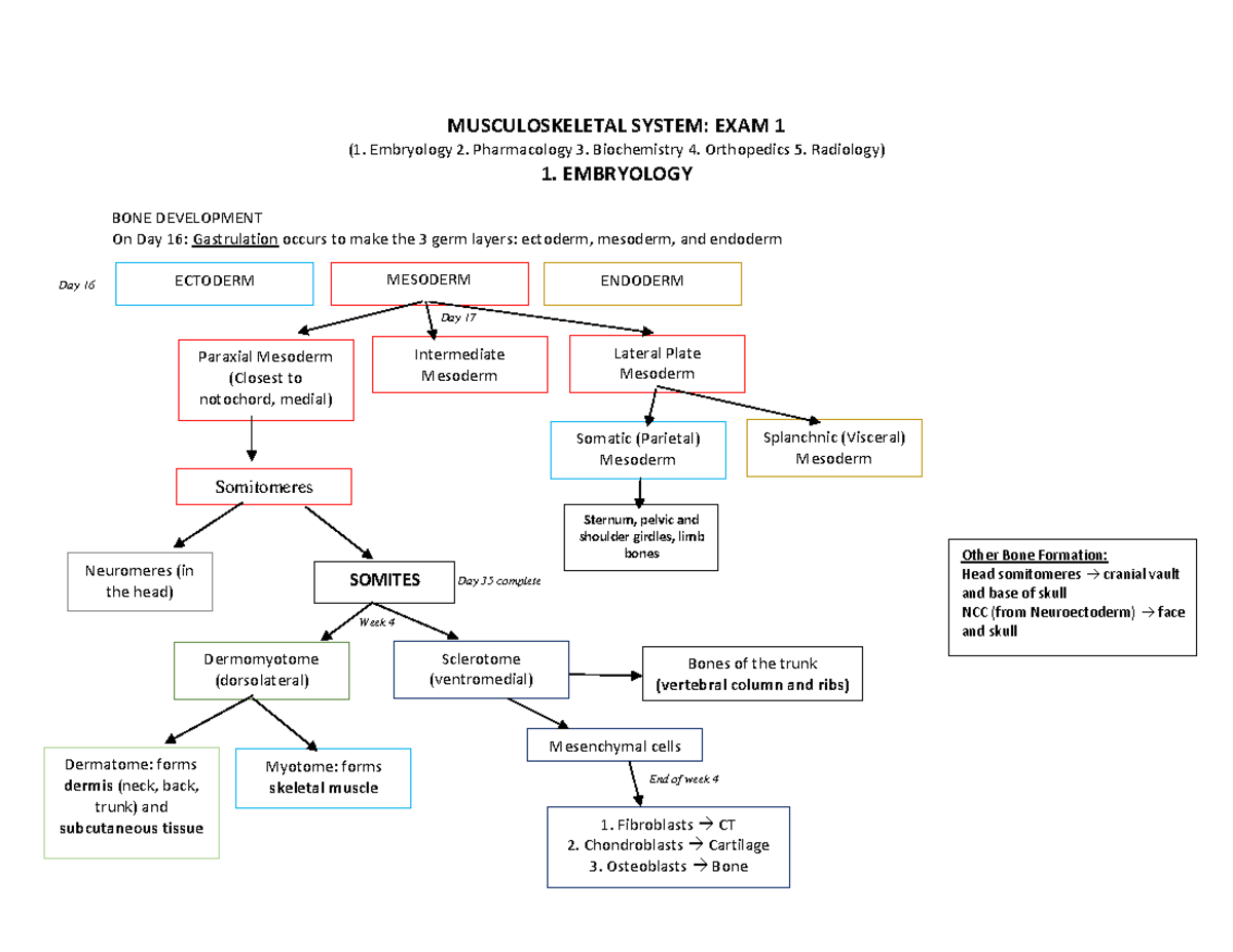 MSK 101: Exam 1 Lecture Notes on Musculoskeletal Development and ...