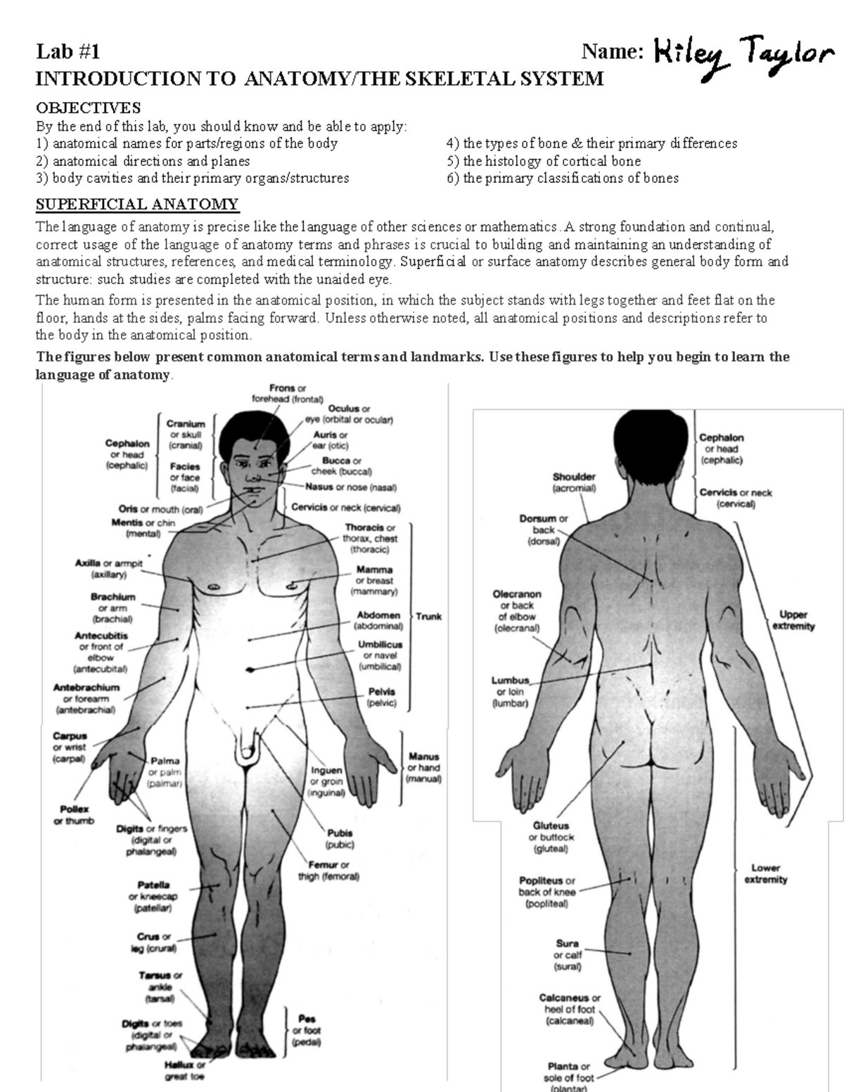 Lab Knowledge Festival 1 Human Anatomy Skeletal Anatomy
