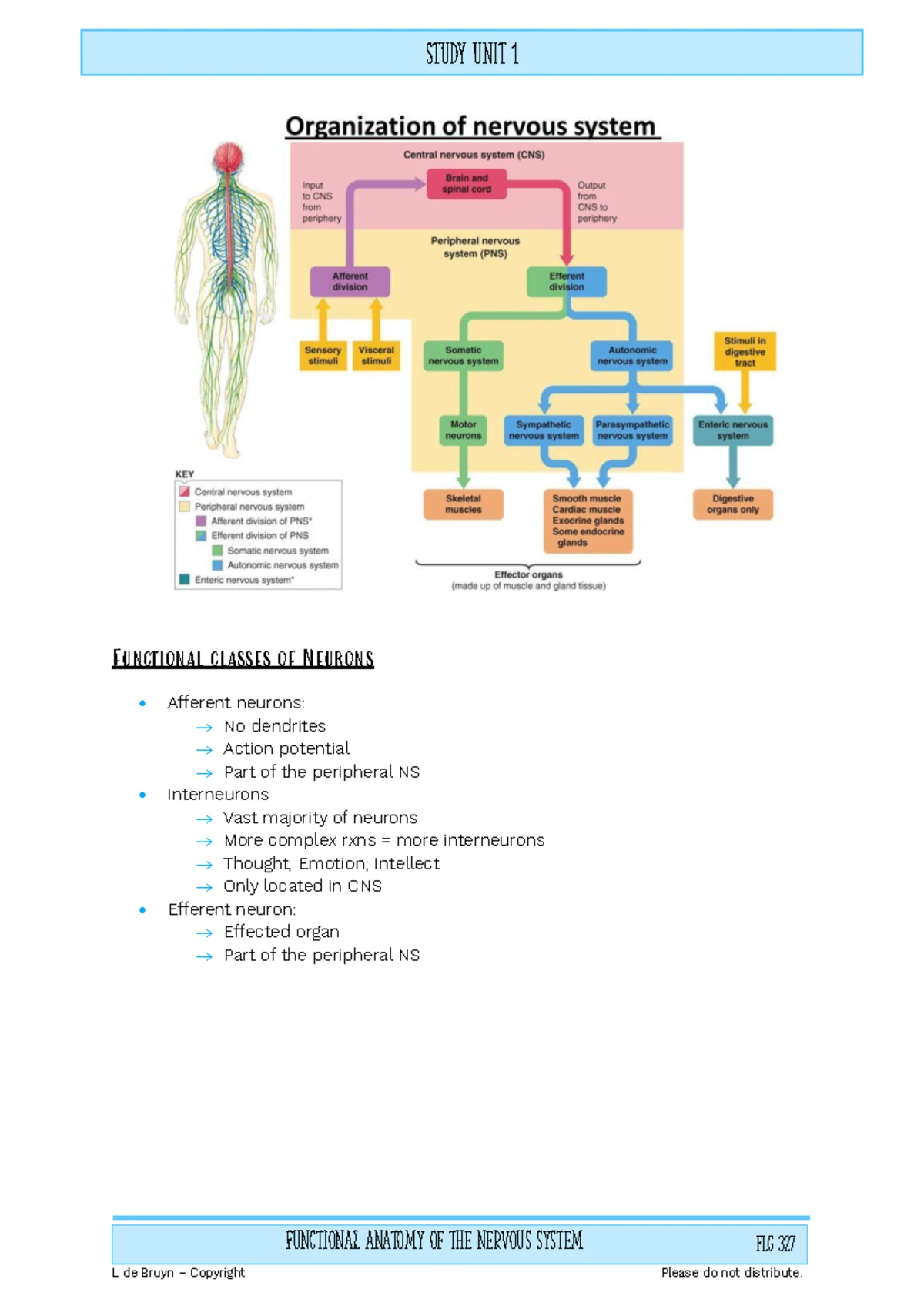 Cranial Nerves Overview: Functions & Types (BIOL 101) - Studocu