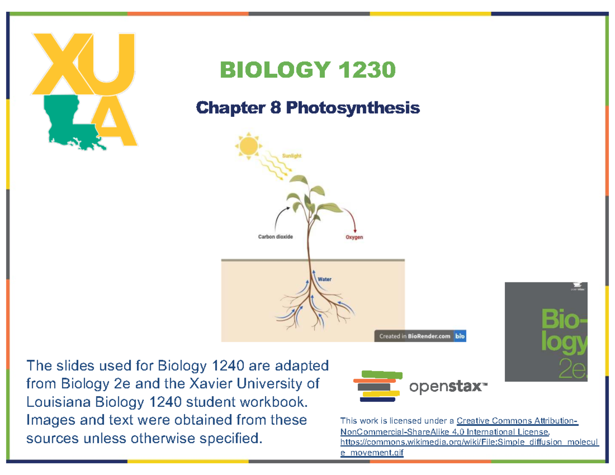 Biology 1230 Chapter 8: Detailed Overview of Photosynthesis - Studocu