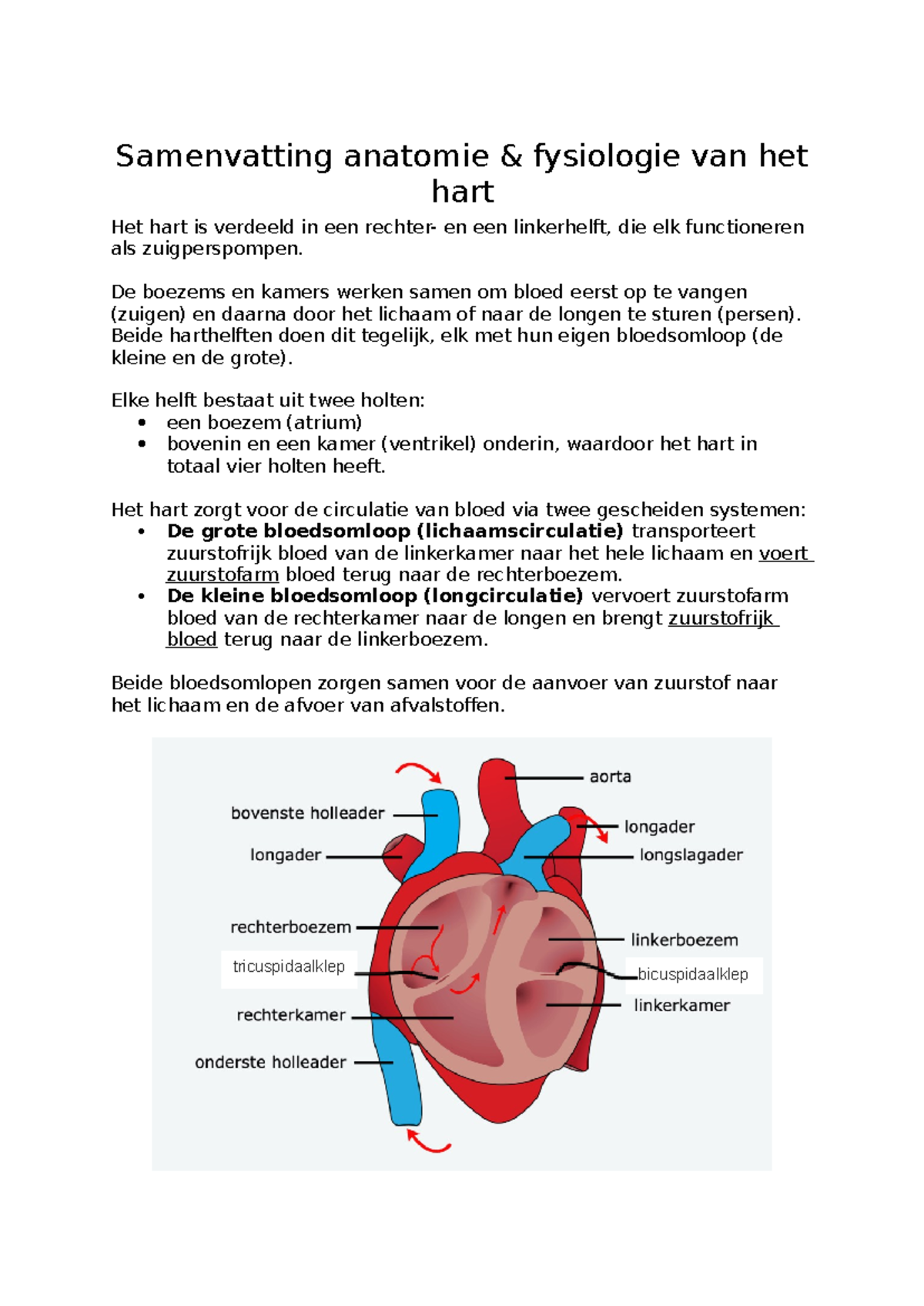 Samenvatting Anatomie en Fysiologie van het Hart (HF101) - Studeersnel