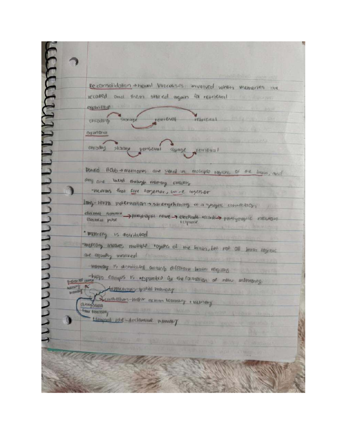 Chapter 7 - Lecture Notes on Memory Consolidation and Retrieval - Studocu