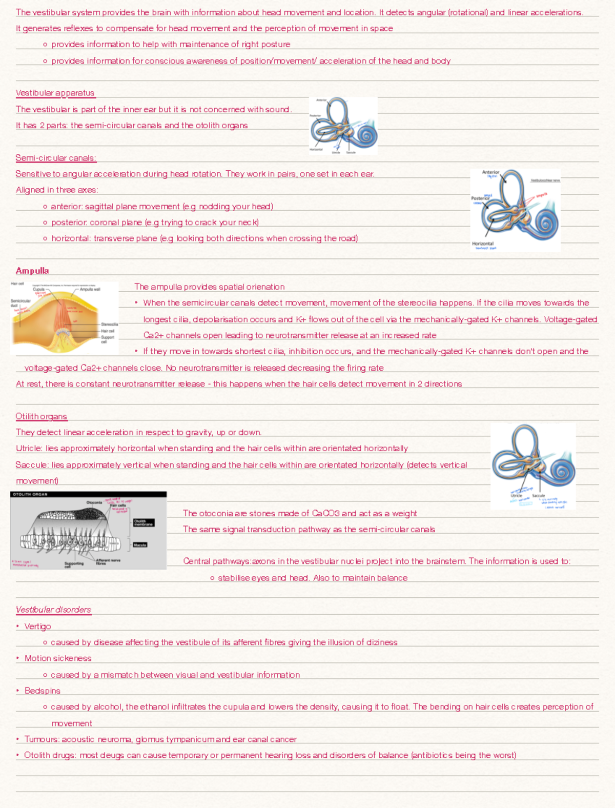 22. Vestibular System - Lecture notes - The vestibular system provides ...