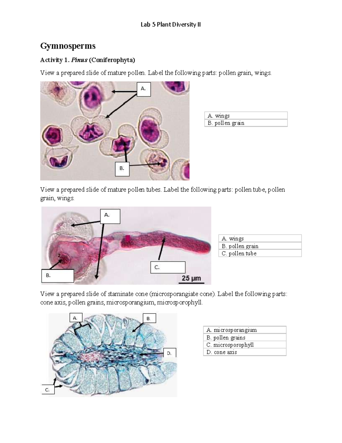 Lab 5 Plant Diversity II: Gymnosperms & Angiosperms Activity Guide ...