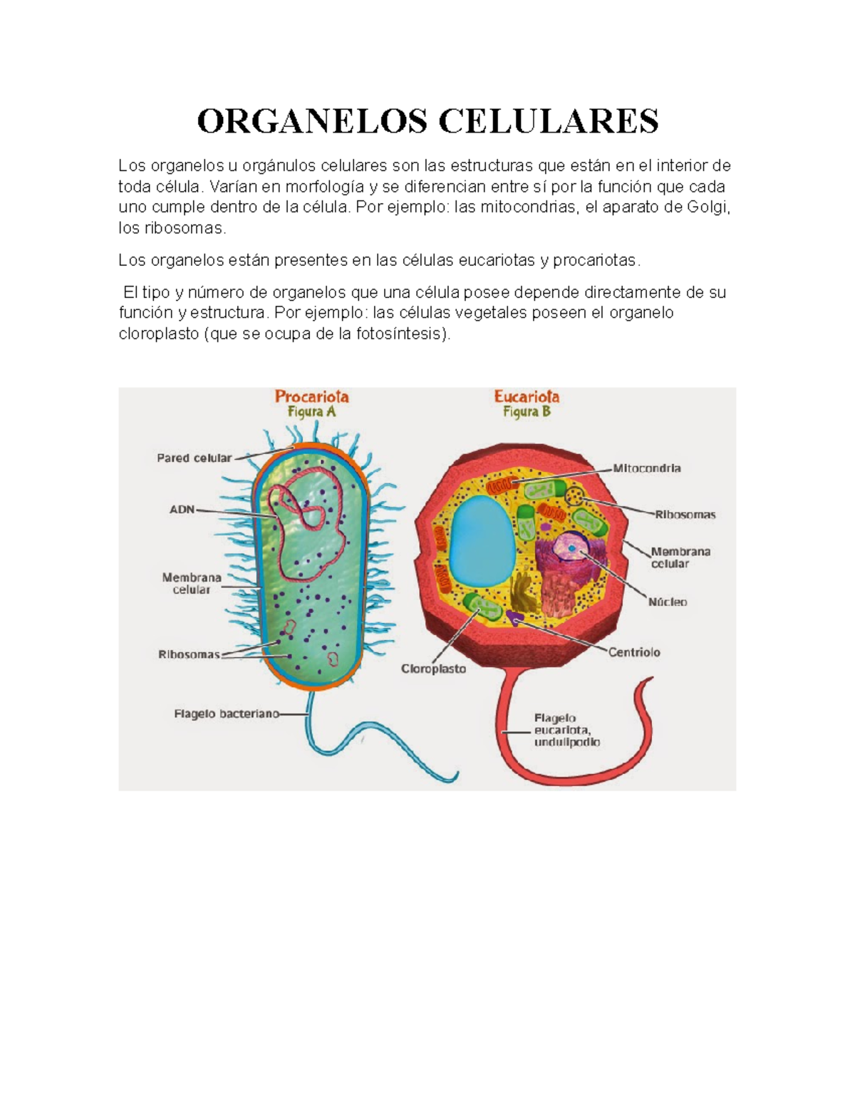 Reino Monera: Apuntes de Biología y Clasificación Biótica - Studocu
