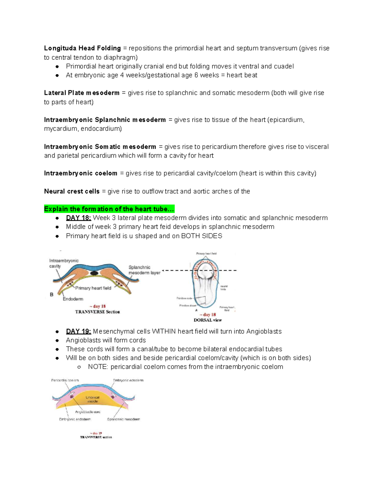 ANA301 - Lecture 10: Heart Development and Structure Overview - Studocu