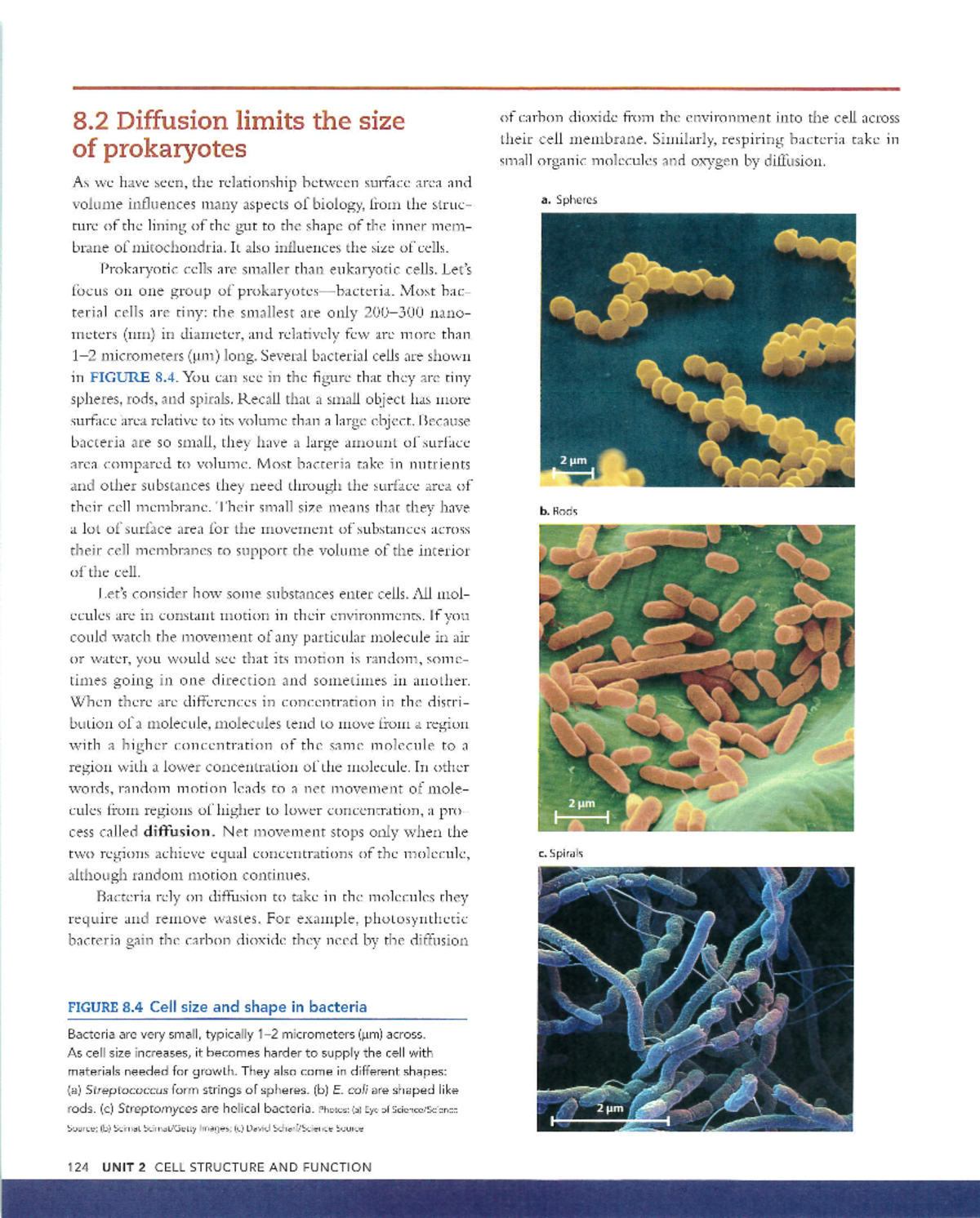 Analysis of Diffusion and Cell Size in Prokaryotes - BIO 101 Notes ...