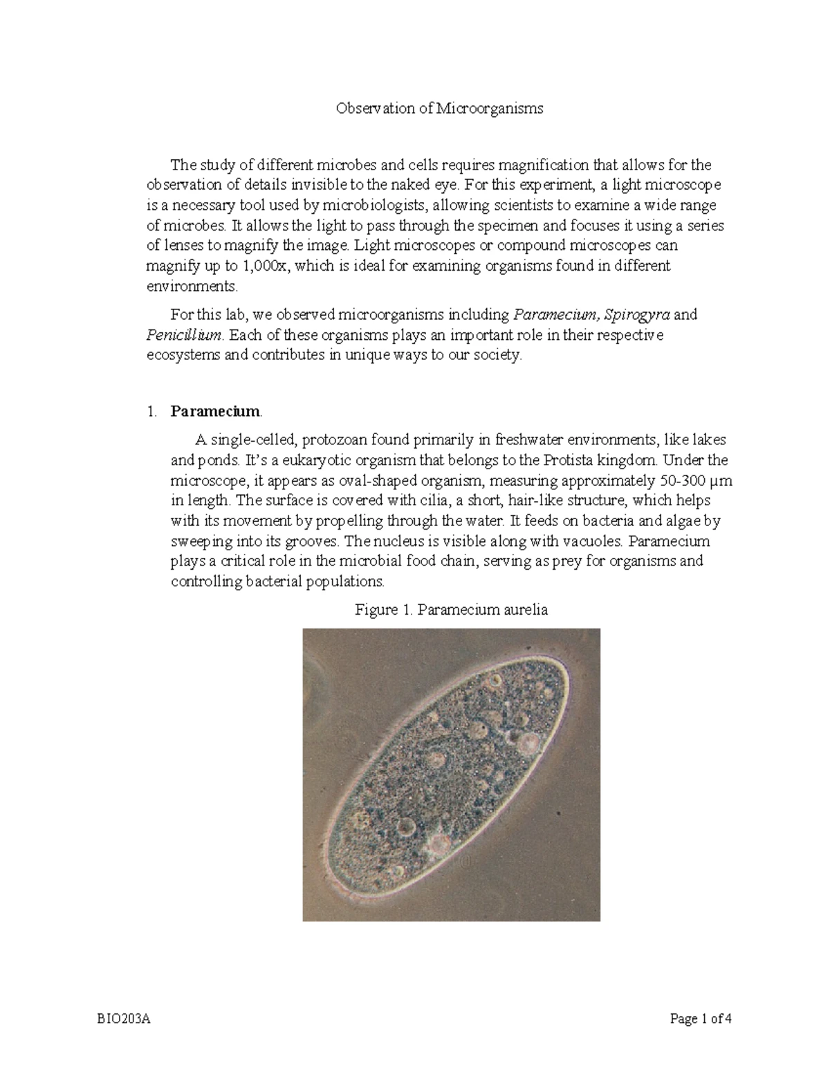 BIO203A Microscopy Lab Report: Observing Microorganisms and Their Roles ...
