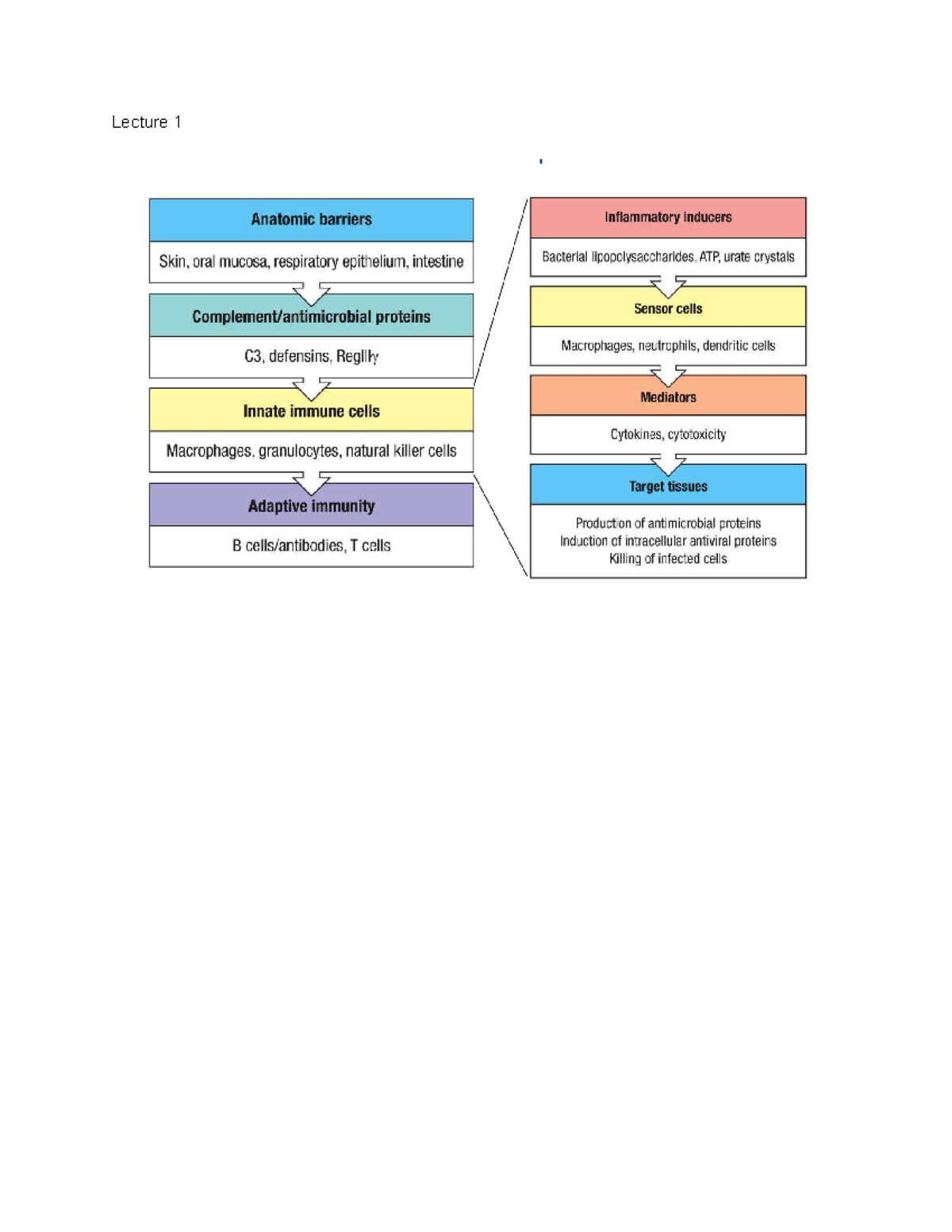 Immunology Lecture 1: Anatomic Barriers & Immune Response Overview ...