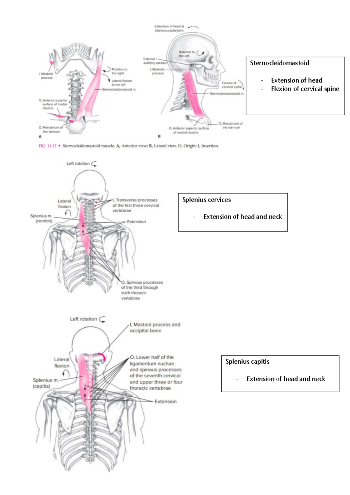 Muscle Functions and Actions in Human Anatomy - Notes - Kin 162 ...