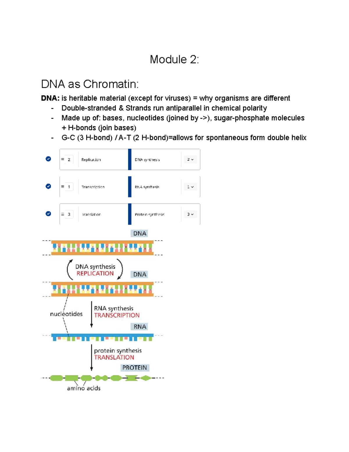 Module 2: Lecture Notes on DNA, Chromatin, and Gene Expression - Studocu