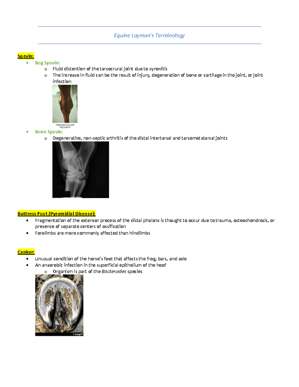 Equine Layman's Terminology: Key Terms for VET Students - Studocu