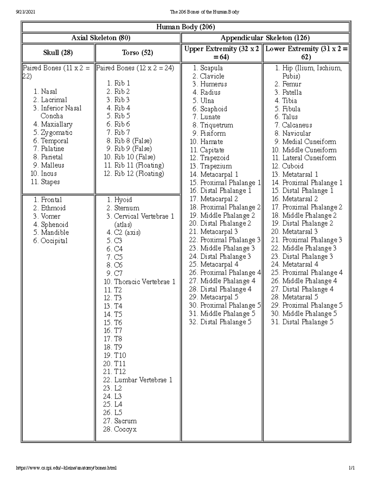 Human Anatomy: The 206 Bones of the Body (Lecture Notes) - Studocu