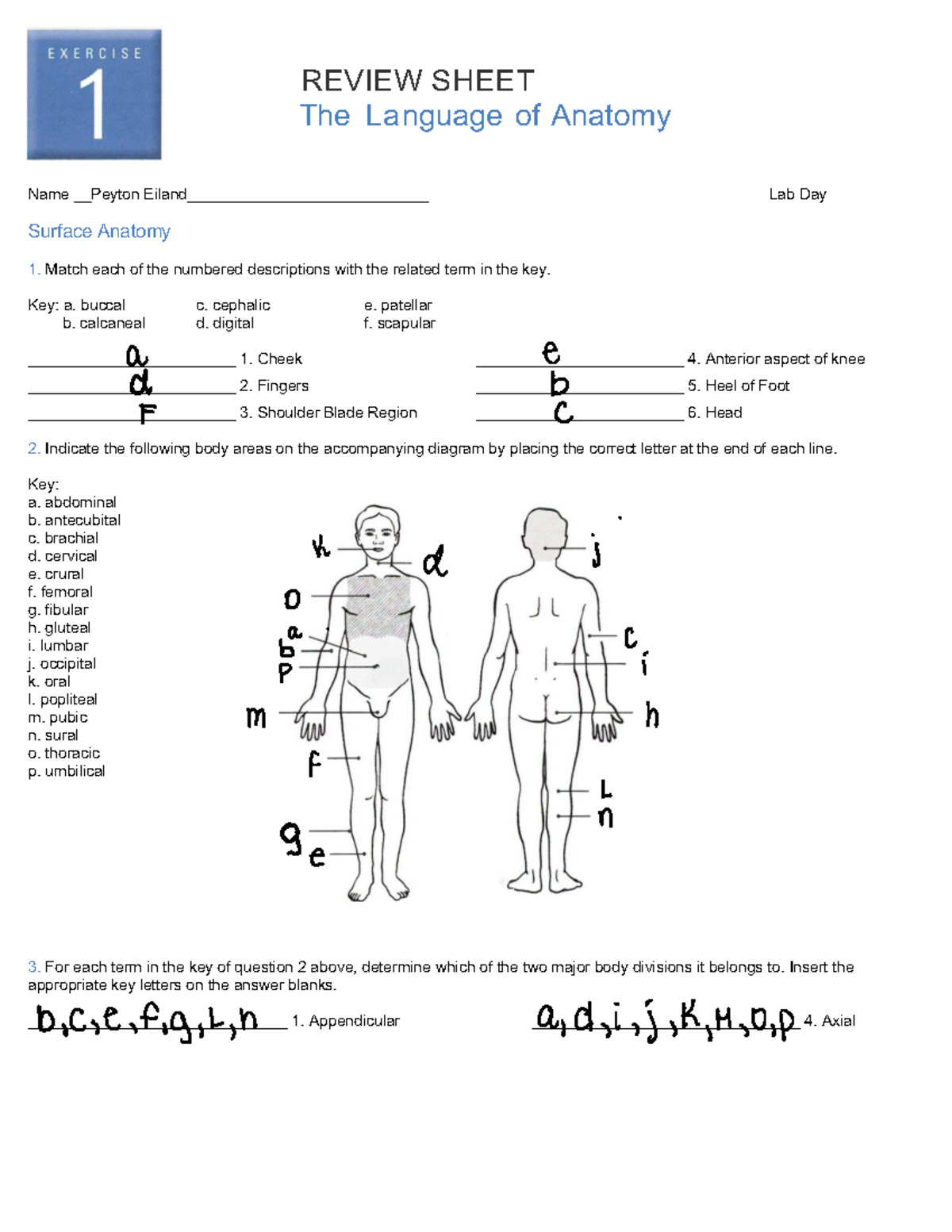 Anatomical Language Review Sheet for Mod 1 - Lab Day Notes - Studocu