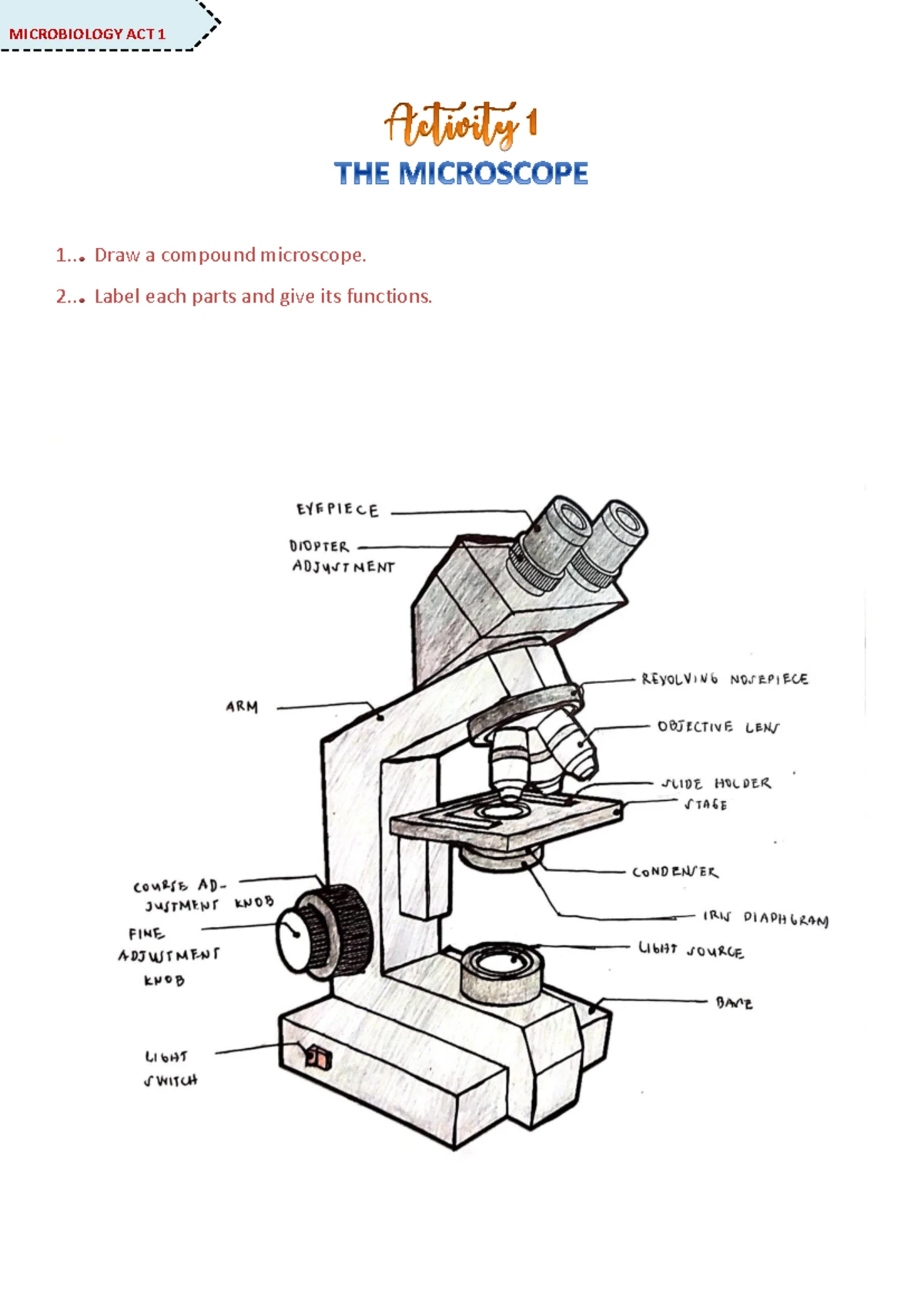 Bacterial Morphology Notes: Key Identification Techniques and Factors ...