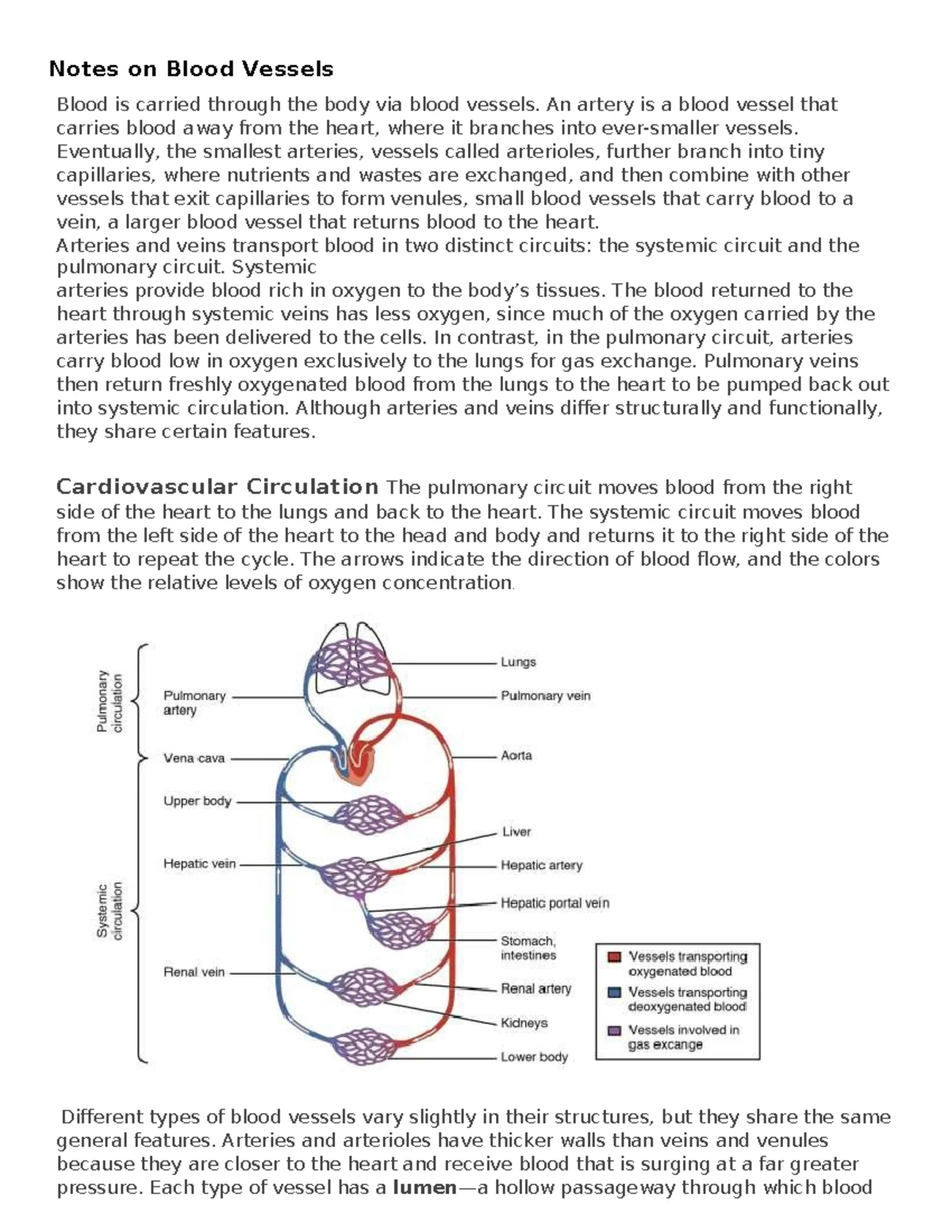 Endocrine System Study Notes & Questions for BIO 201 Course - Studocu