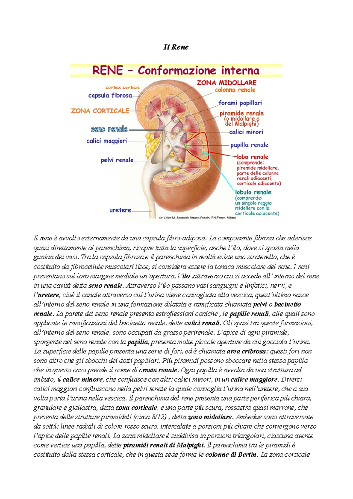 Struttura e Funzione del Rene: Anatomia e Filtrazione (BIOL 101) - Studocu
