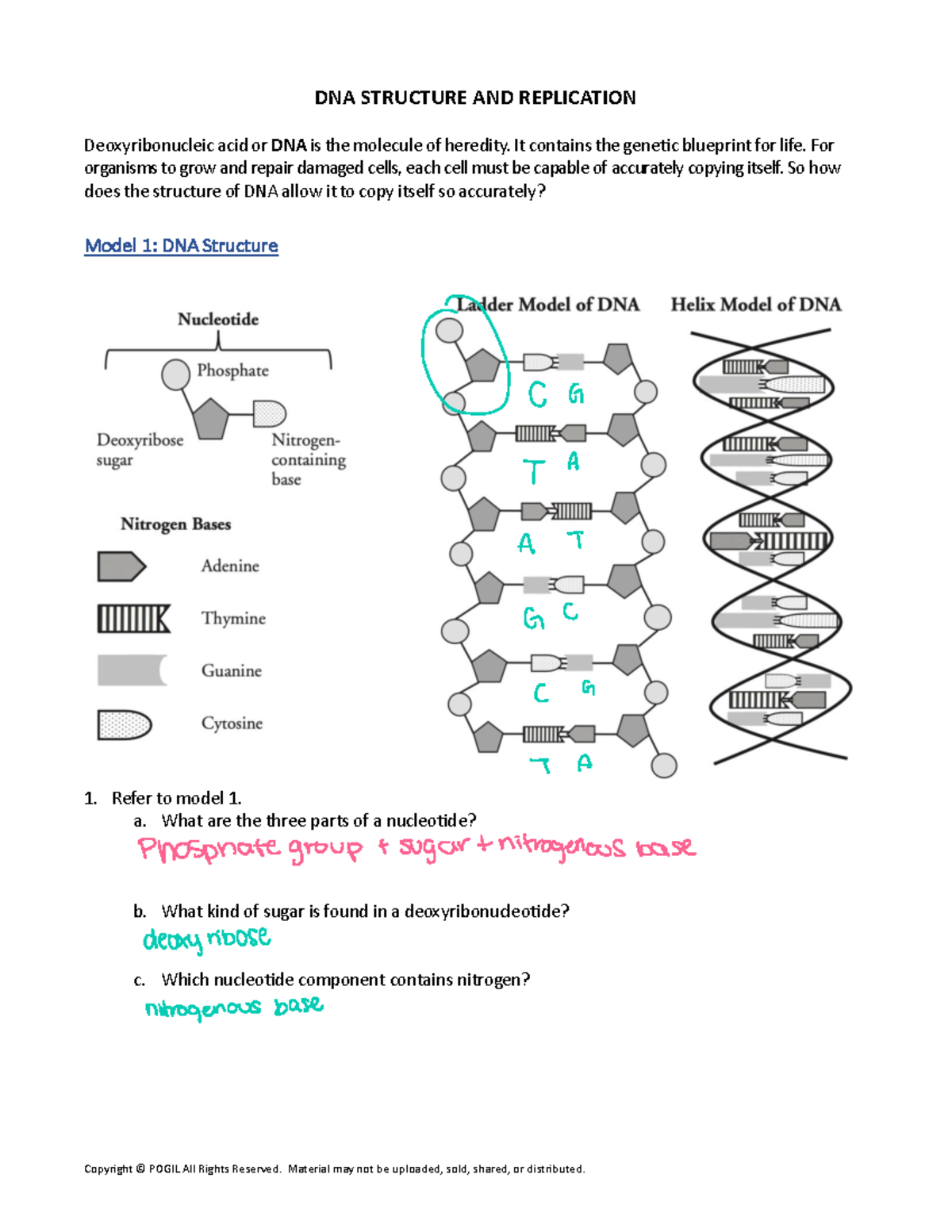 DNA Structure & Replication Worksheet (BIO101) - Studocu