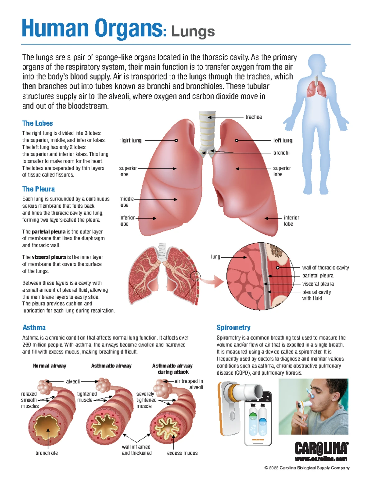 Liver Anatomy and Function: Detailed Overview for Bio 101 - Studocu, image size:1200x1553
