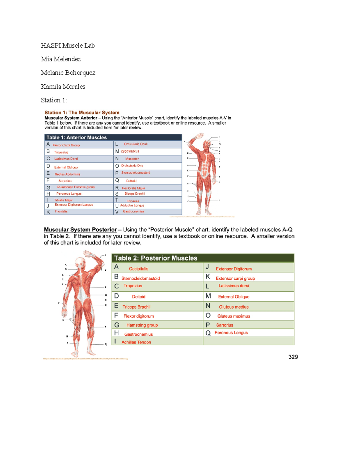 HASPI Muscle Lab Report: Understanding Muscular System Dynamics - Studocu