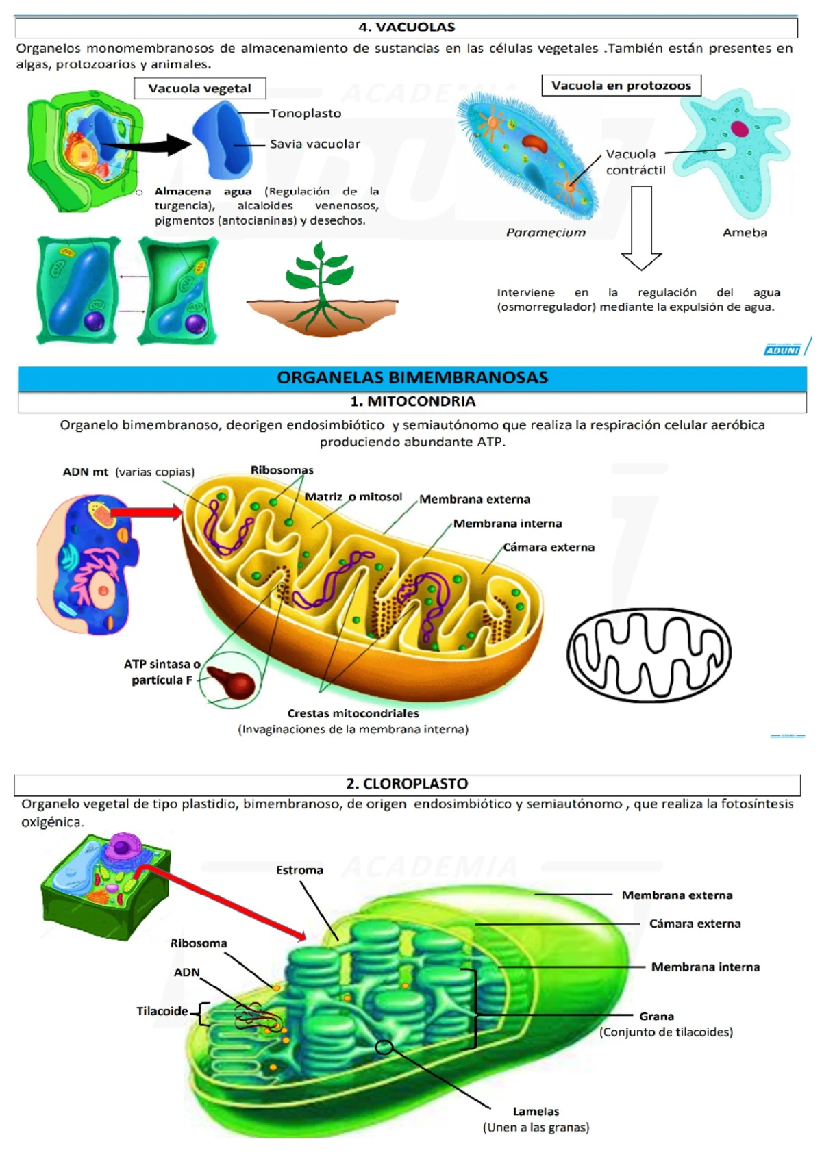 Reino Monera: Características, Origen y Evolución del Reino - Studocu