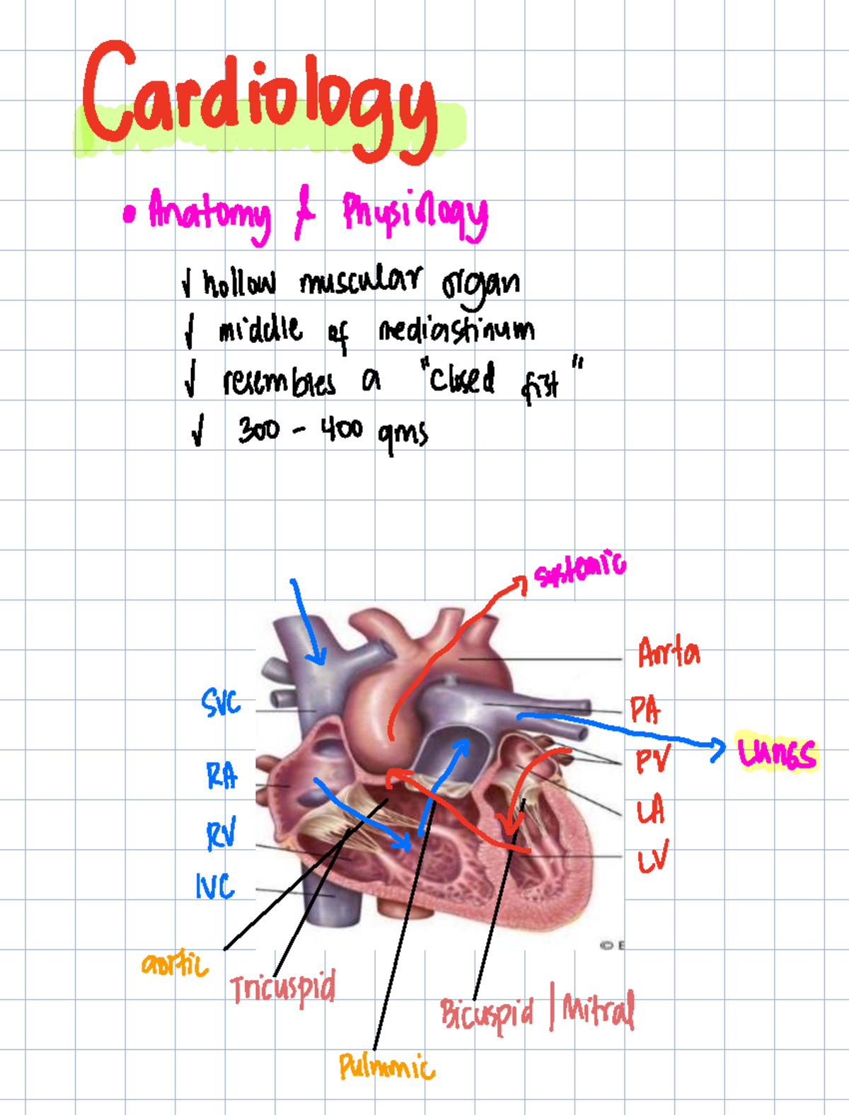 Cardiology Physiology & Anatomy: Heart Structure & Function (408) - Studocu