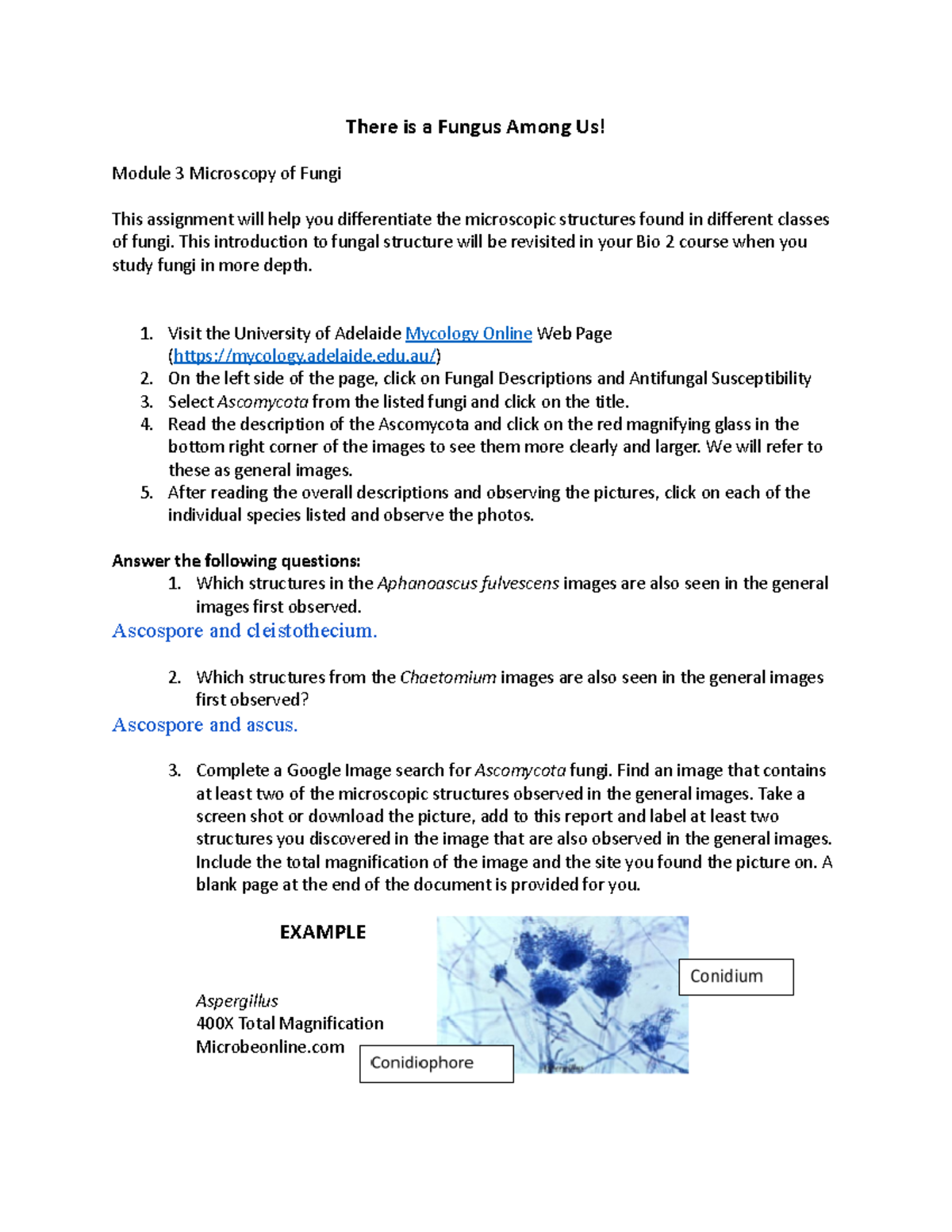 Bio 2 Module 3: Microscopic Structures of Fungi Analysis - Studocu