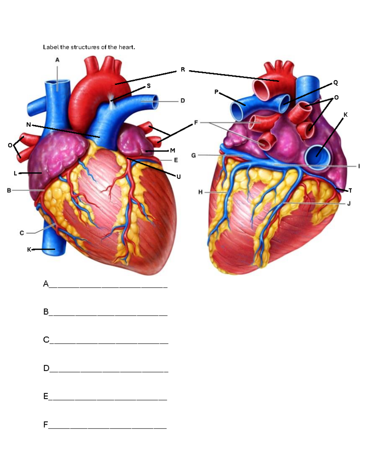 Heart Structures Labeling Guide with Cardiac Flow and Conduction System ...