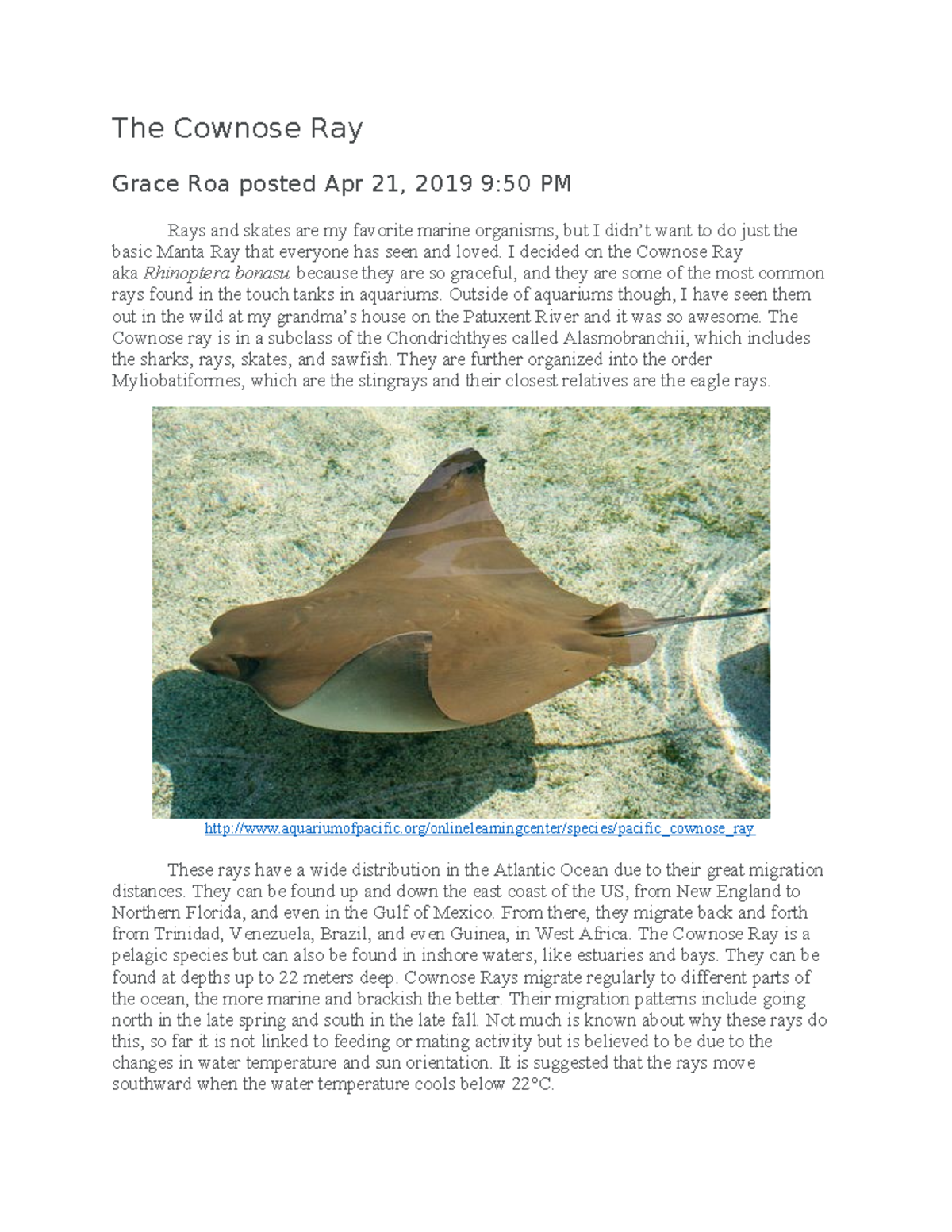 Cownose Ray Overview - Marine Biology Lecture 3 Notes - Studocu