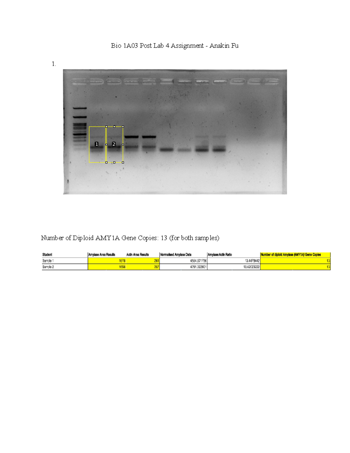 Bio 1A03 Post Lab 4: Correlation of AMY1A Gene Copies & Salivary ...