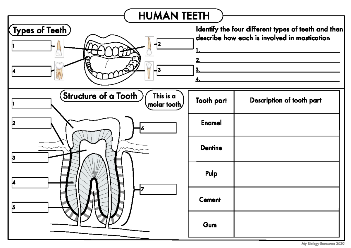 Parts Of The Tooth Ks2