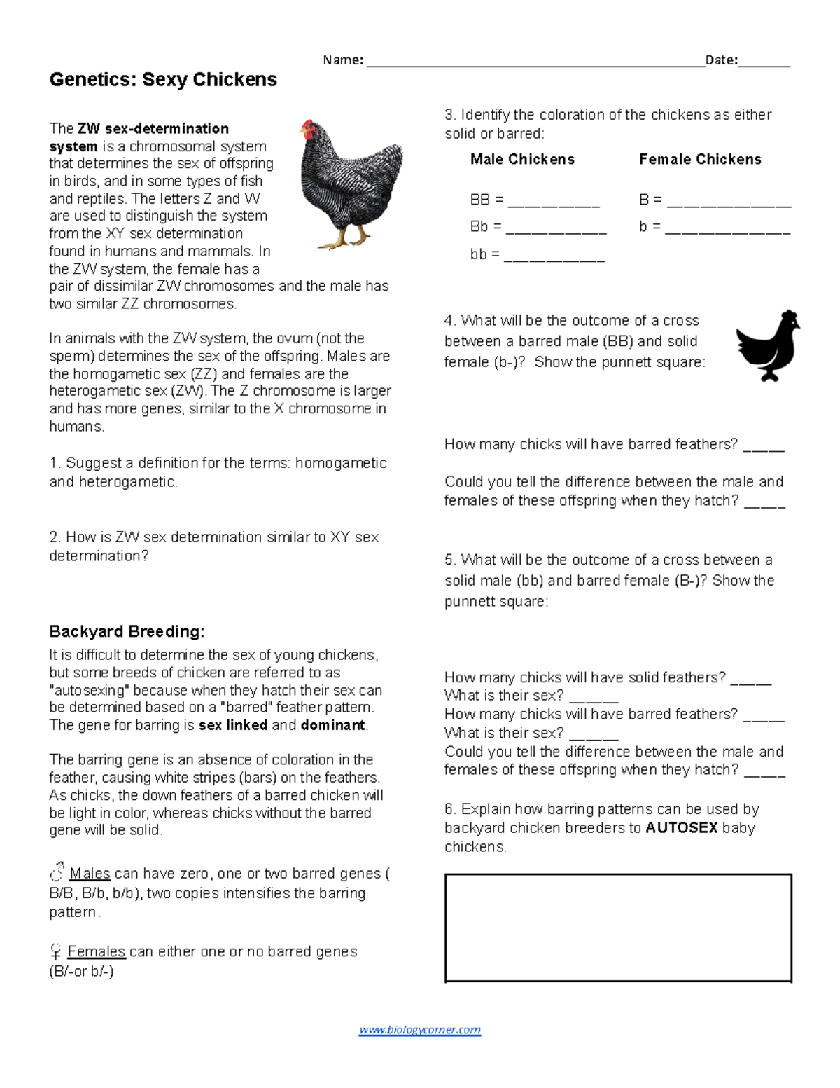 Genetics of Sexy Chickens: ZW System & Barring Patterns (KEY-1) - Studocu