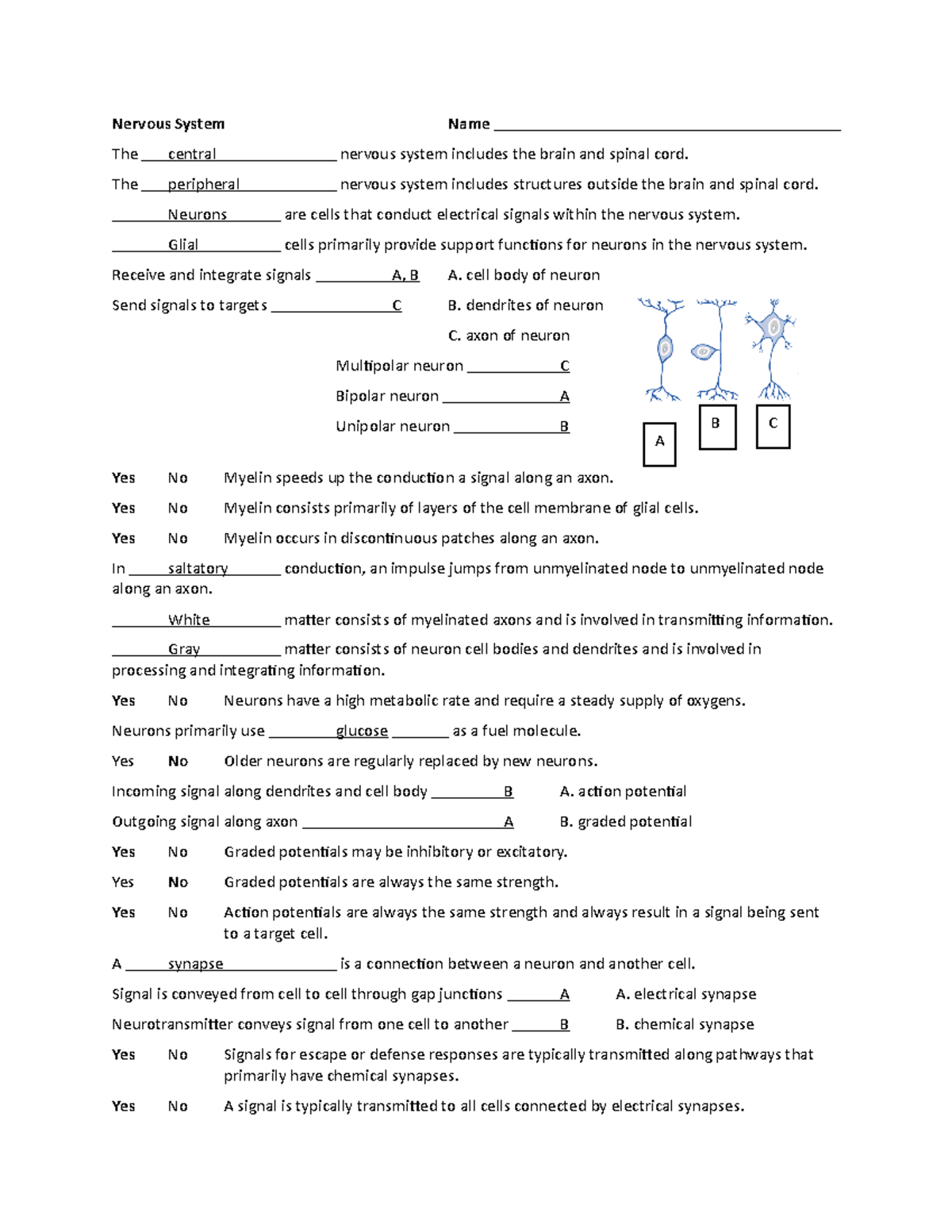 Bio 113-14 Nervous System Overview and Key Concepts - Studocu